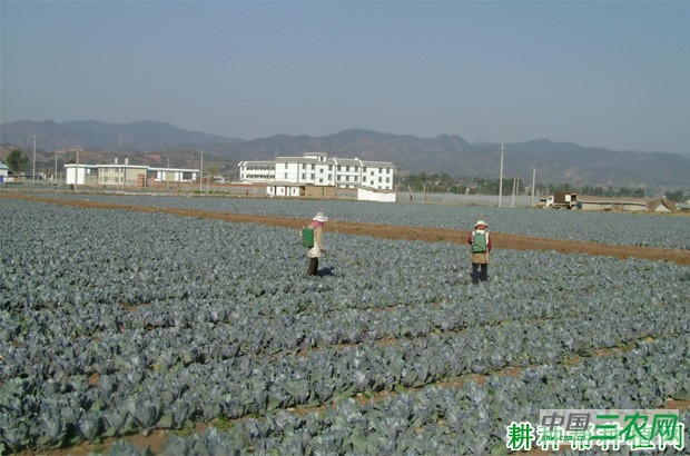 秋季如何种植甘蓝? 秋季如何种植甘蓝?