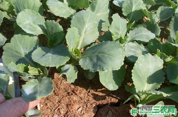 秋季如何种植甘蓝? 秋季如何种植甘蓝?