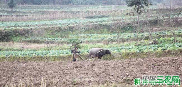 秋季如何种植甘蓝? 秋季如何种植甘蓝?