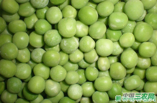 中豌5号豌豆品种好不好？