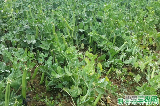 中豌5号豌豆品种好不好？