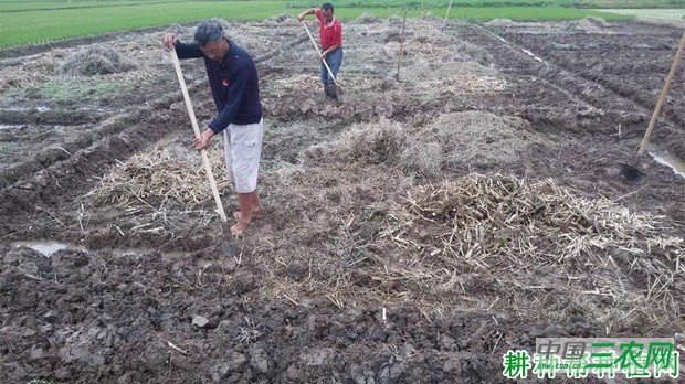 夏季如何种植甘蓝？