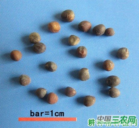 夏季如何种植甘蓝？