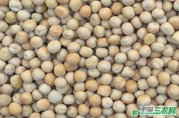 白玉豌豆品种好不好？