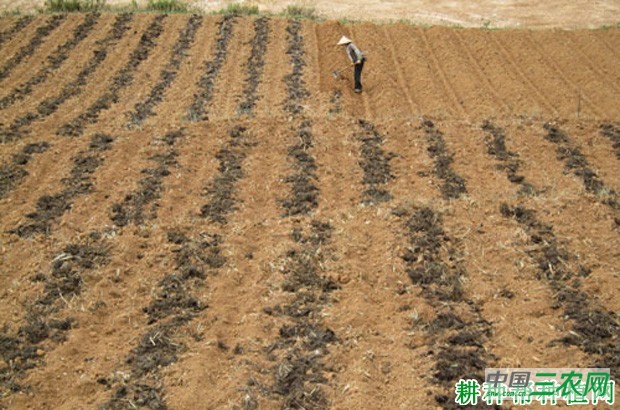 山东地区如何种植露地春季甘蓝? 山东地区如何种植露地春季甘蓝?