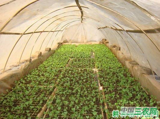 山东地区如何种植露地春季甘蓝? 山东地区如何种植露地春季甘蓝?