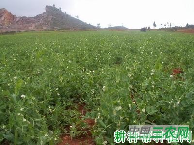 中豌4号豌豆品种好不好? 中豌4号豌豆品种好不好?