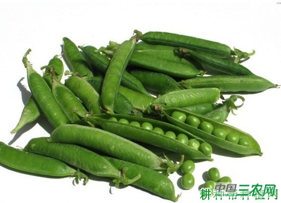 中豌4号豌豆品种好不好? 中豌4号豌豆品种好不好?