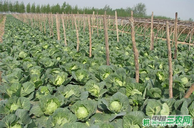 春早熟甘蓝如何种植? 春早熟甘蓝如何种植?