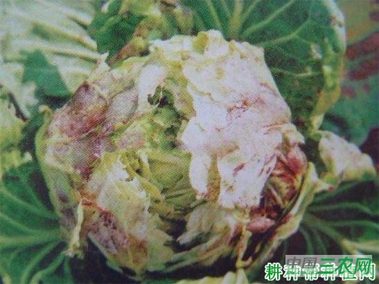 什么是甘蓝裂球? 什么是甘蓝裂球?