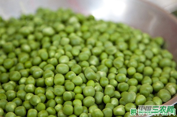 久留米丰豌豆品种好不好? 久留米丰豌豆品种好不好?