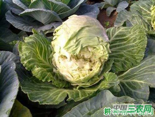 什么是甘蓝裂球? 什么是甘蓝裂球?