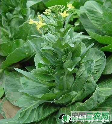 什么是甘蓝未熟抽薹? 什么是甘蓝未熟抽薹?