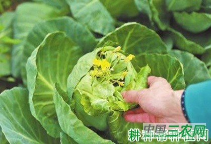 什么是甘蓝未熟抽薹? 什么是甘蓝未熟抽薹?