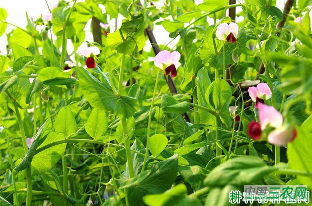 豌豆品种有哪些类型? 豌豆品种有哪些类型?