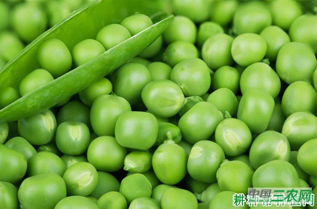 豌豆品种有哪些类型? 豌豆品种有哪些类型?