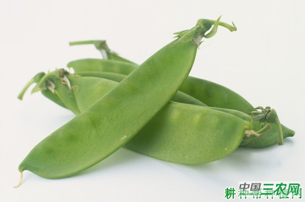 豌豆品种有哪些类型? 豌豆品种有哪些类型?