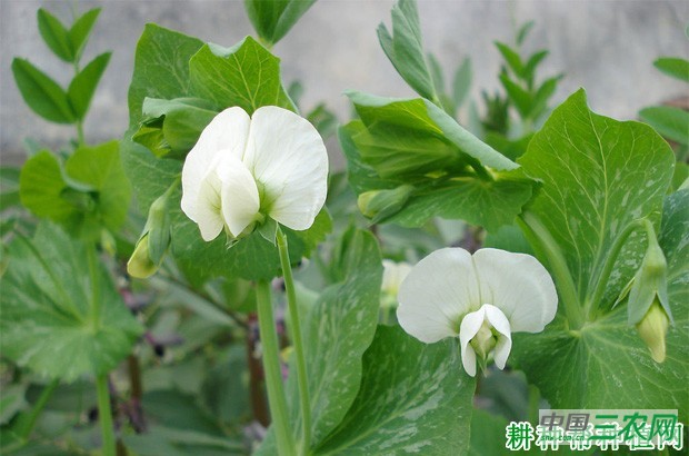 豌豆品种有哪些类型? 豌豆品种有哪些类型?