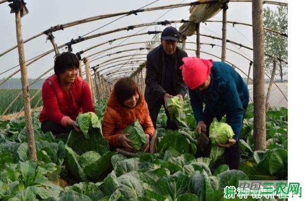 甘蓝如何采收? 甘蓝如何采收?