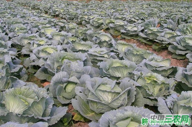 甘蓝如何采收? 甘蓝如何采收?