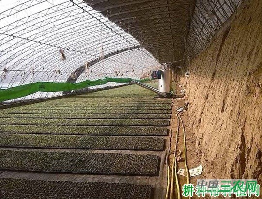 甘蓝如何育苗? 甘蓝如何育苗?