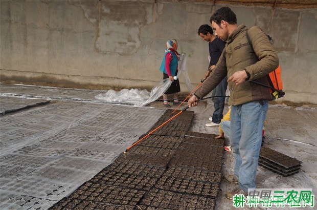 甘蓝如何育苗? 甘蓝如何育苗?