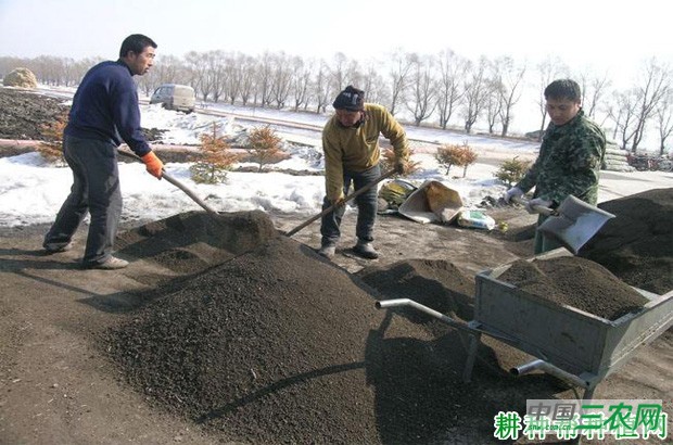 甘蓝如何育苗? 甘蓝如何育苗?