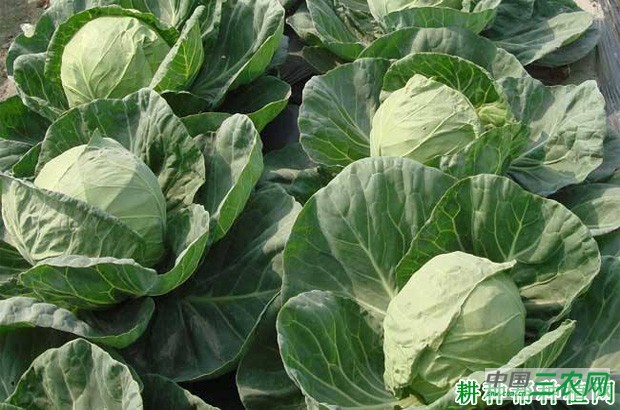 甘蓝什么时候种植好? 甘蓝什么时候种植好?