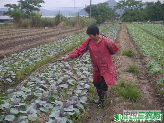 种植甘蓝如何浇水? 种植甘蓝如何浇水?