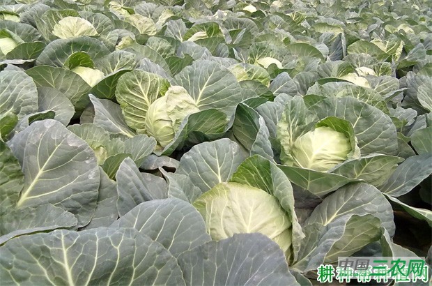 甘蓝什么时候种植好? 甘蓝什么时候种植好?