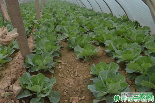 甘蓝什么时候种植好? 甘蓝什么时候种植好?