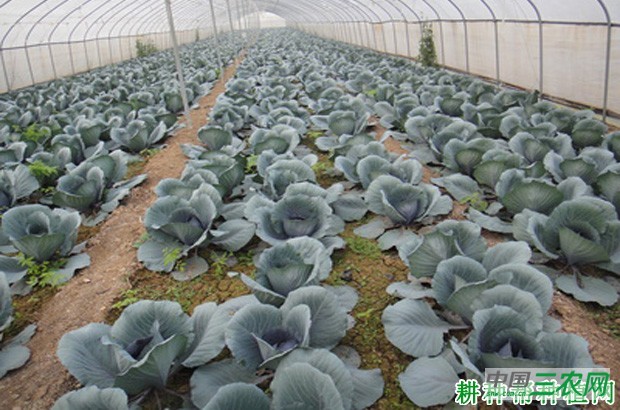 甘蓝什么时候种植好? 甘蓝什么时候种植好?