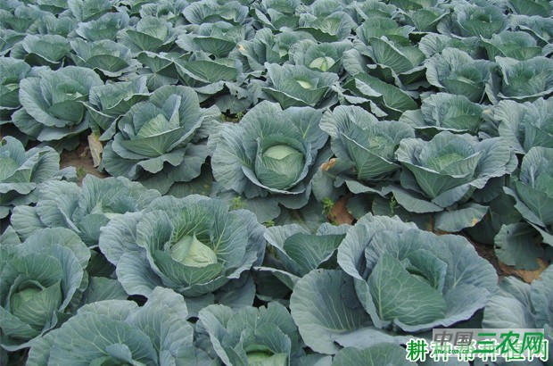 甘蓝什么时候种植好? 甘蓝什么时候种植好?