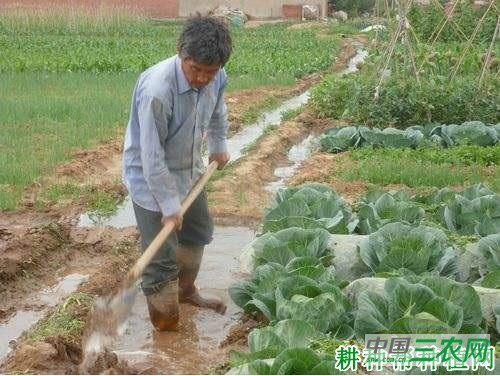 种植甘蓝如何浇水? 种植甘蓝如何浇水?