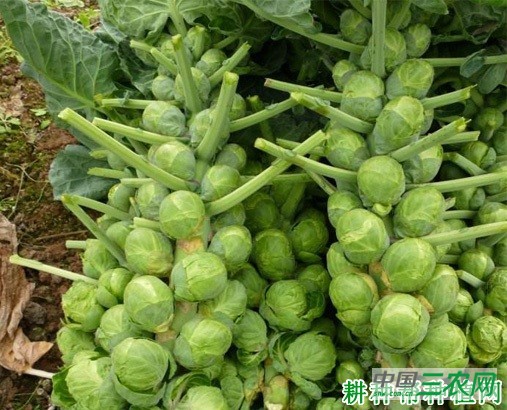 抱子甘蓝如何用大棚种植? 抱子甘蓝如何用大棚种植?