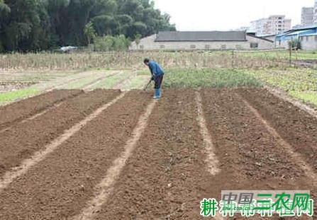 菠菜种植前如何整地? 菠菜种植前如何整地?