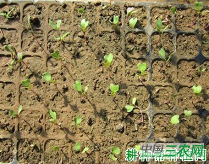 抱子甘蓝秋季如何种植? 抱子甘蓝秋季如何种植?