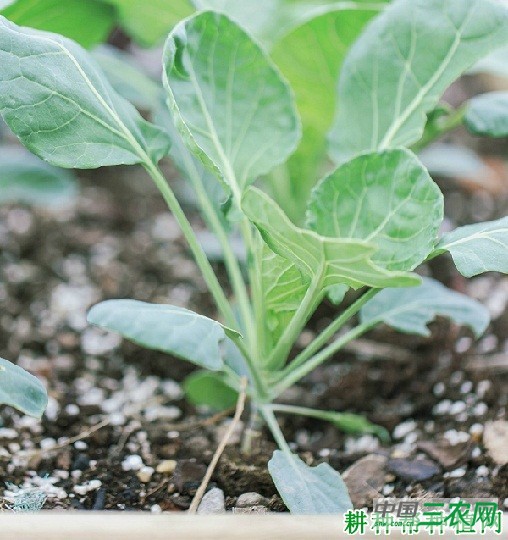 抱子甘蓝秋季如何种植? 抱子甘蓝秋季如何种植?