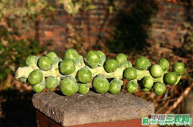 抱子甘蓝秋季如何种植? 抱子甘蓝秋季如何种植?