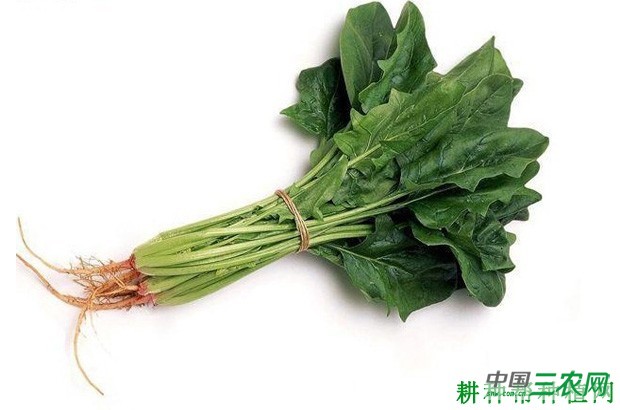 菠萝有哪些功效与作用? 菠萝有哪些功效与作用?