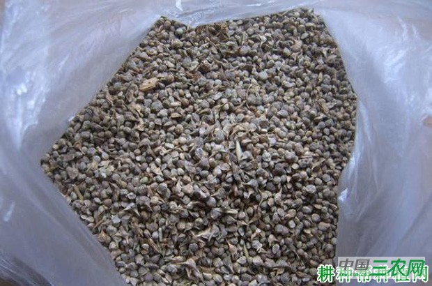 菠菜种子播种前如何处理? 菠菜种子播种前如何处理?