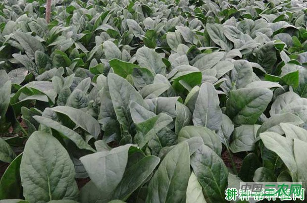 菠菜什么时候种植? 菠菜什么时候种植?