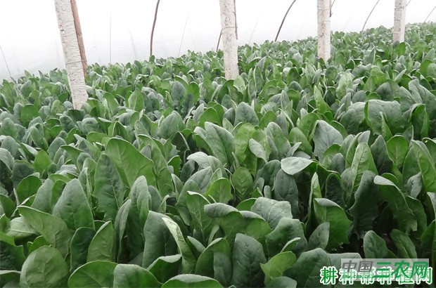 菠菜什么时候种植? 菠菜什么时候种植?