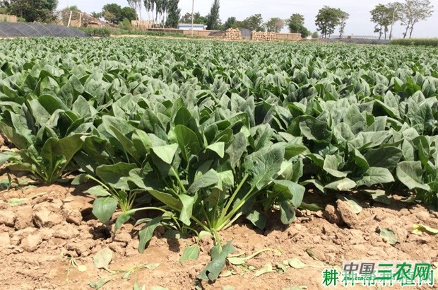 菠菜什么时候种植? 菠菜什么时候种植?