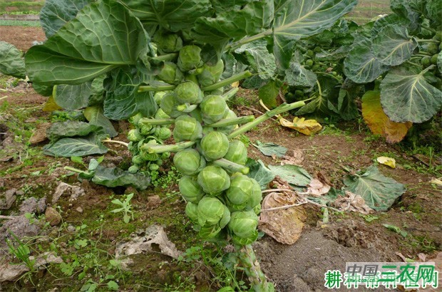 抱子甘蓝什么时候种植? 抱子甘蓝什么时候种植?