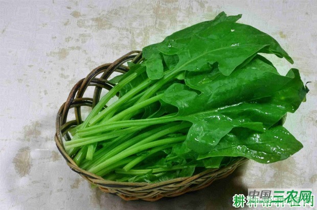 吃菠菜有什么好处? 吃菠菜有什么好处?
