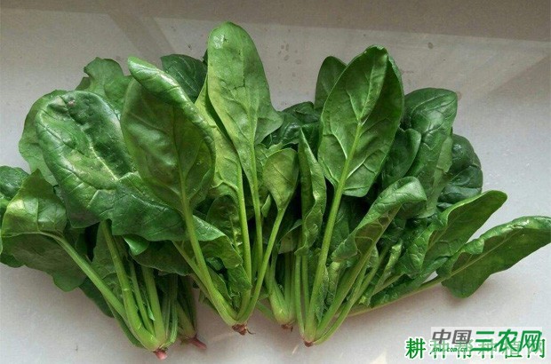 吃菠菜有什么好处? 吃菠菜有什么好处?