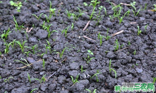 秋菠菜如何种植? 秋菠菜如何种植?