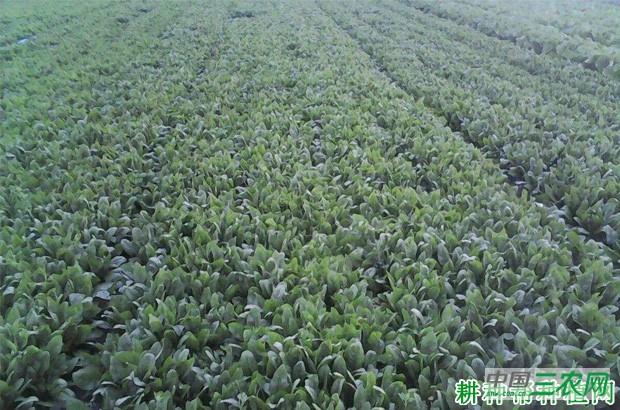 秋菠菜如何种植? 秋菠菜如何种植?