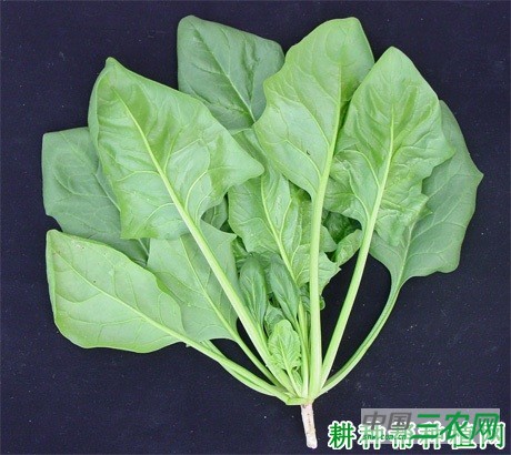 秋菠菜如何种植? 秋菠菜如何种植?